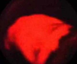 SHAMROCK TEBET JAKARTA  WEDNESDAY