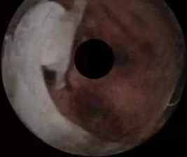 SHAMROCK TEBET JAKARTA  TUESDAY